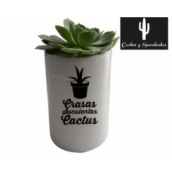 Cactus / Suculentas Ceramica